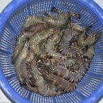 medium1618651411NrQPK17303